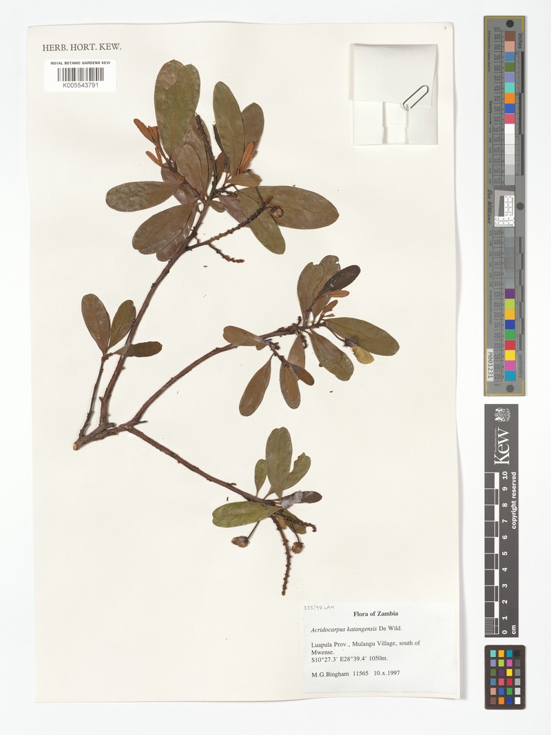 Acridocarpus katangensis photo 3