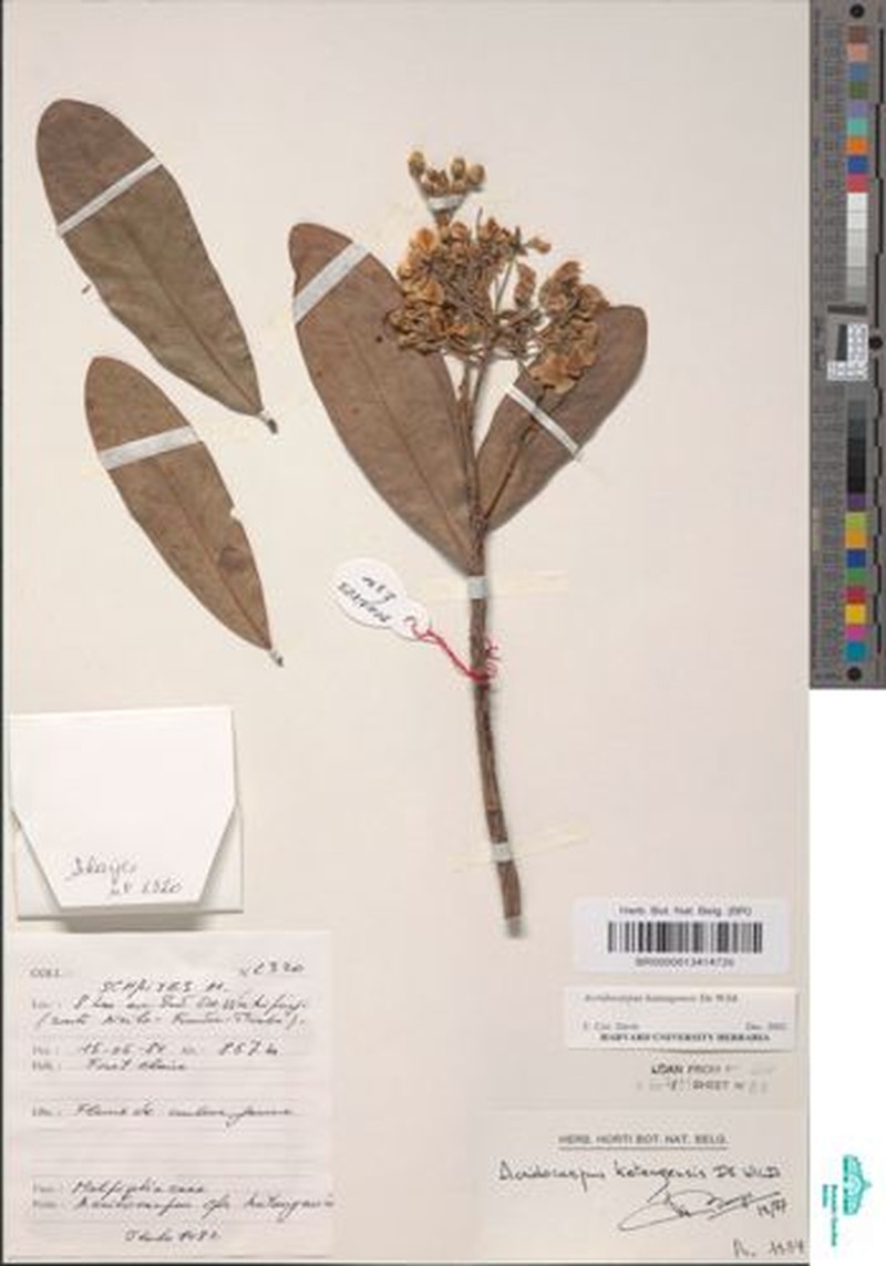 Acridocarpus katangensis photo 4