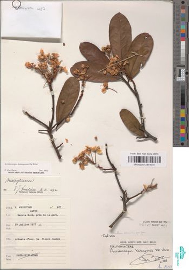 Acridocarpus katangensis photo 7