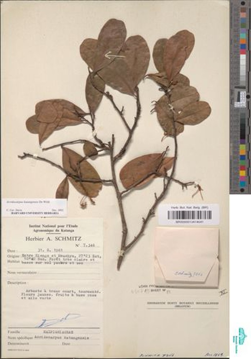 Acridocarpus katangensis photo 8