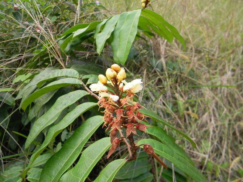 Acridocarpus longifolius