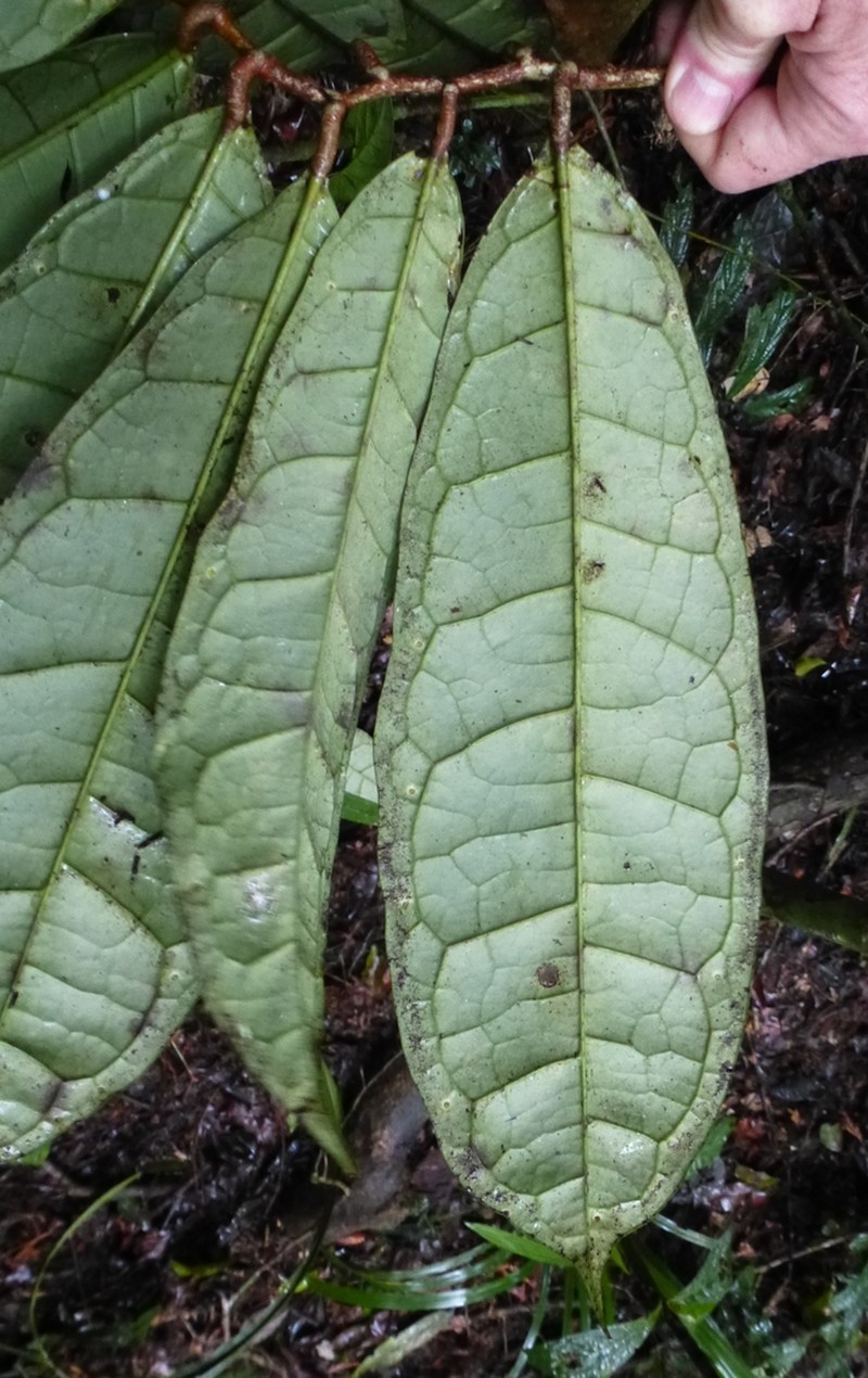Acridocarpus longifolius photo 2