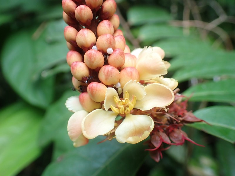Acridocarpus longifolius photo 3