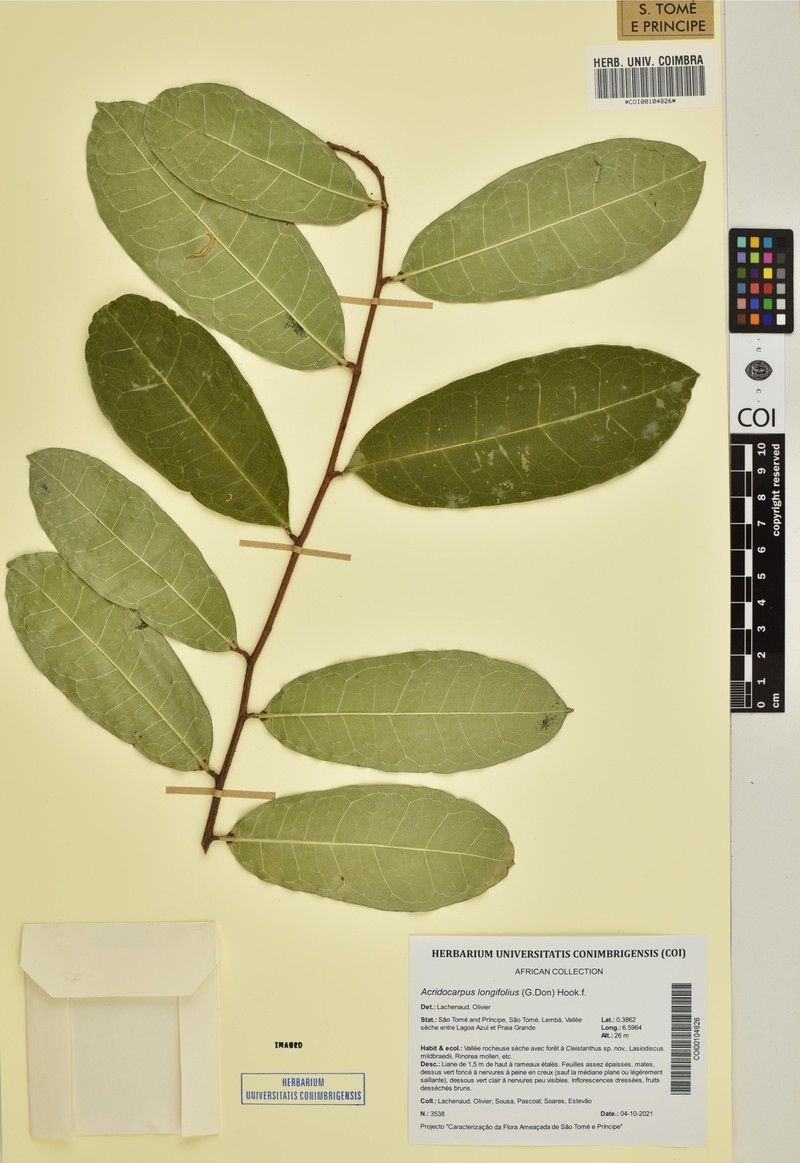Acridocarpus longifolius photo 4