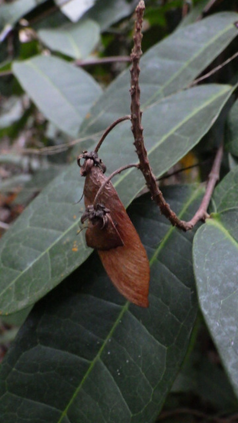 Acridocarpus longifolius photo 5