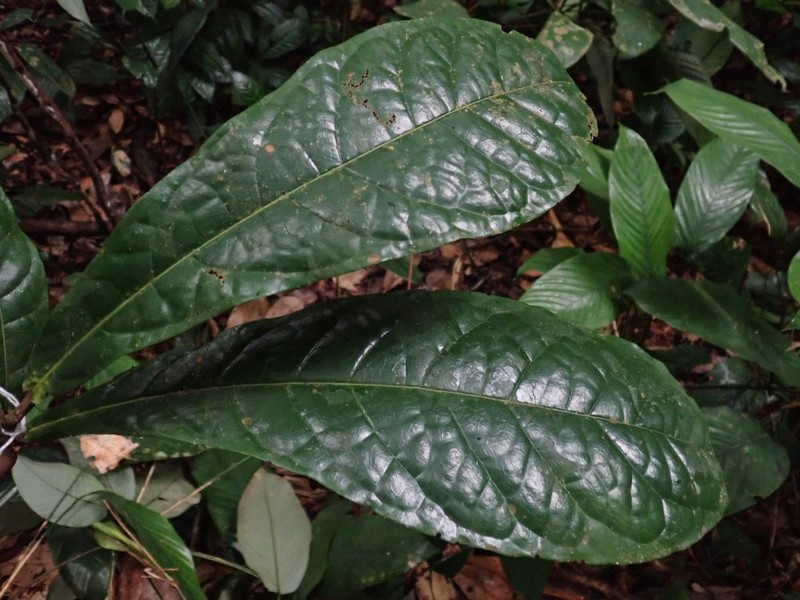 Acridocarpus macrocalyx