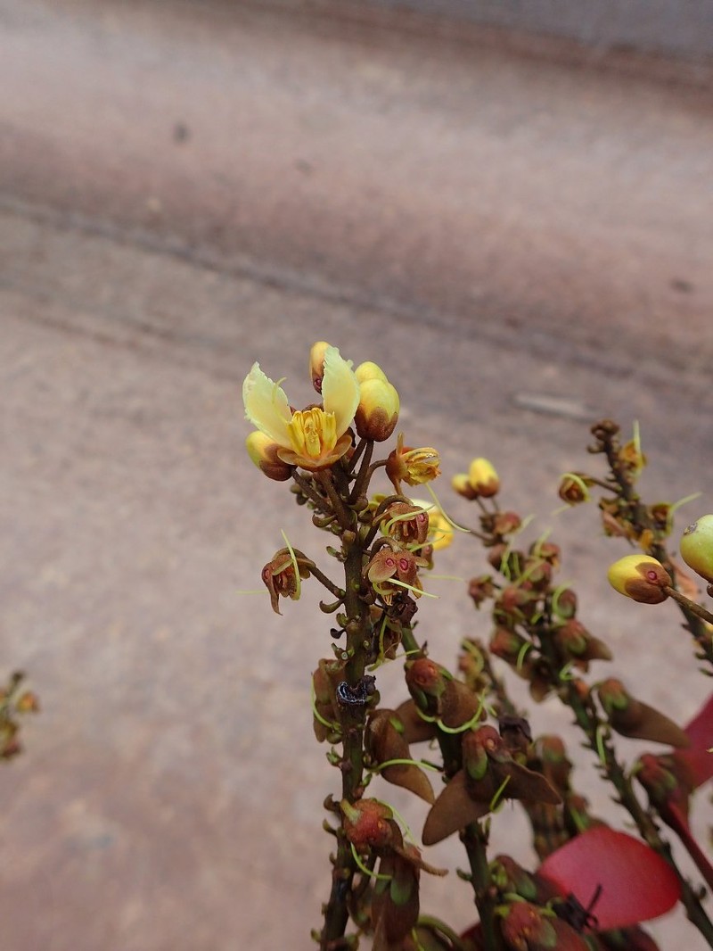 Acridocarpus macrocalyx photo 2