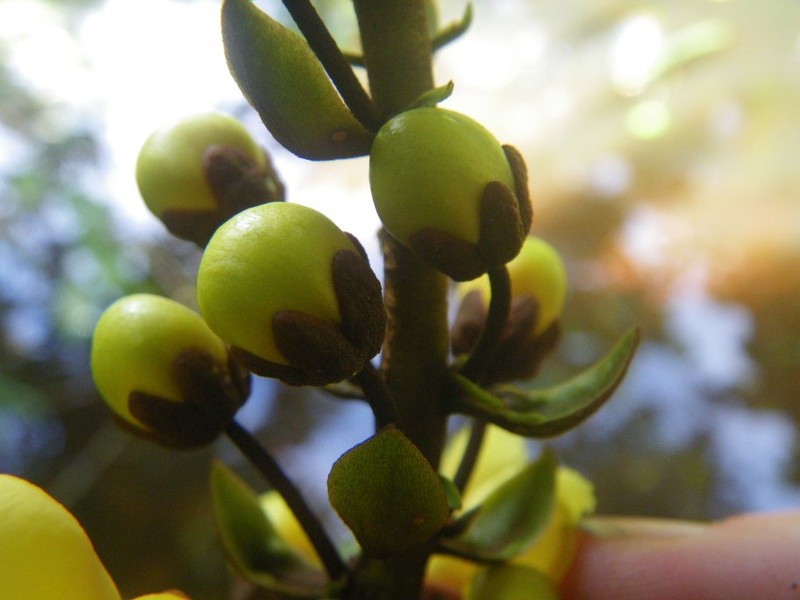 Acridocarpus macrocalyx photo 3