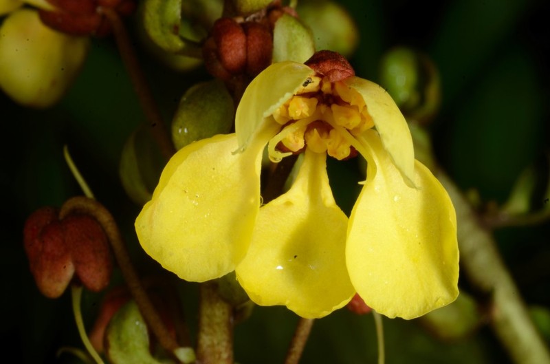 Acridocarpus macrocalyx photo 4
