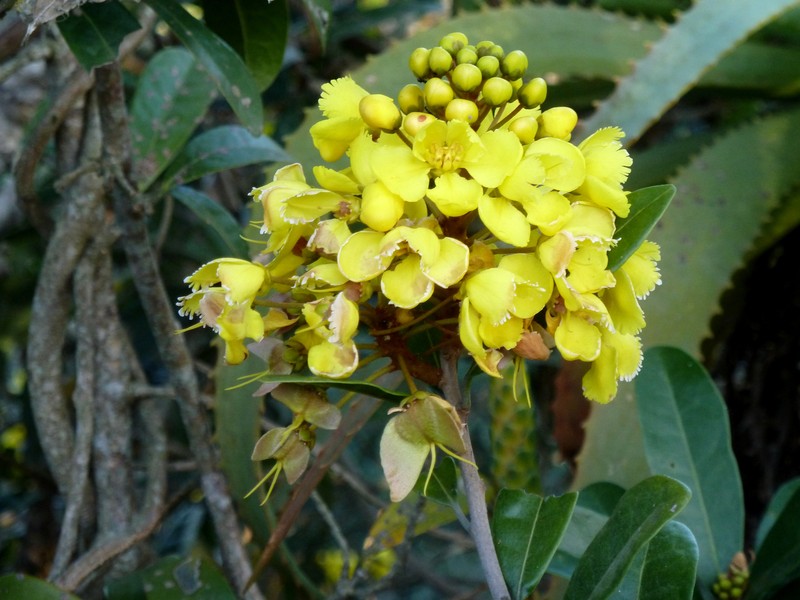 Acridocarpus natalitius photo 3