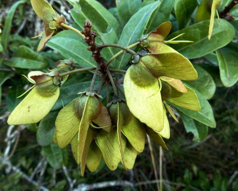 Acridocarpus natalitius photo 4
