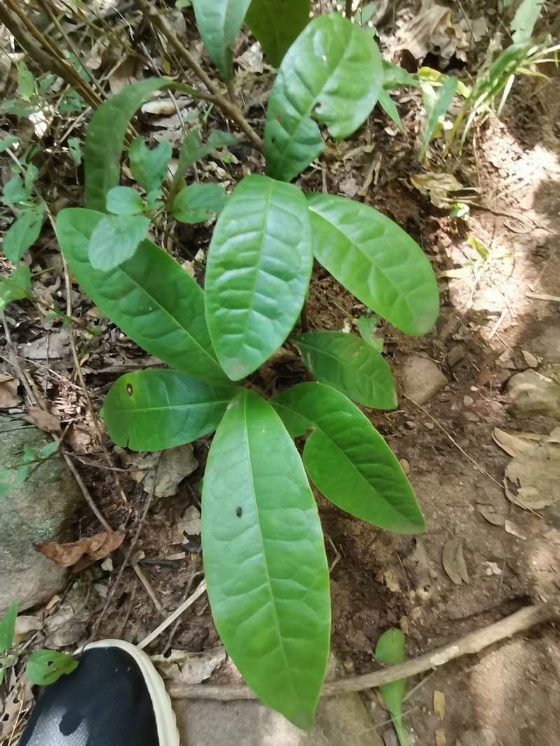 Acridocarpus natalitius photo 5