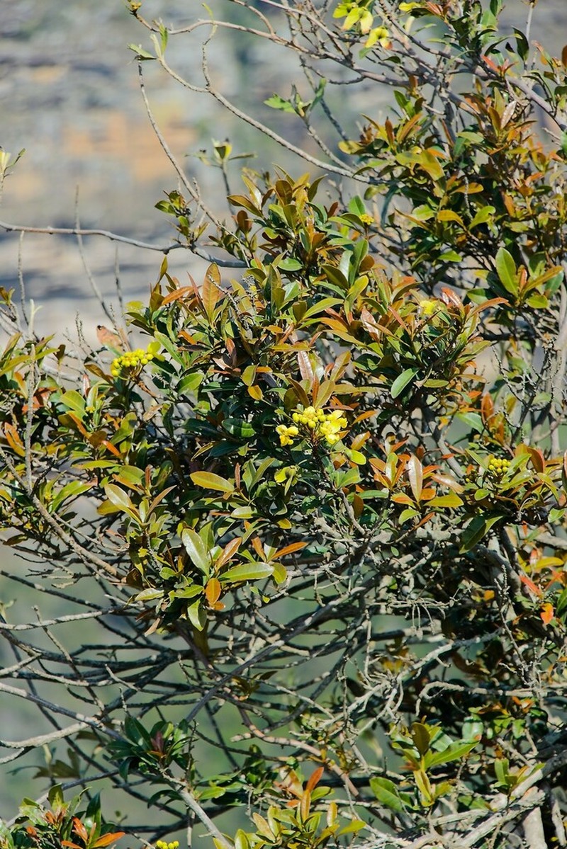 Acridocarpus natalitius photo 6