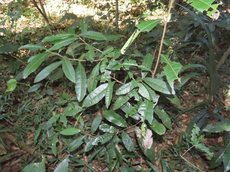 Acridocarpus natalitius photo 7