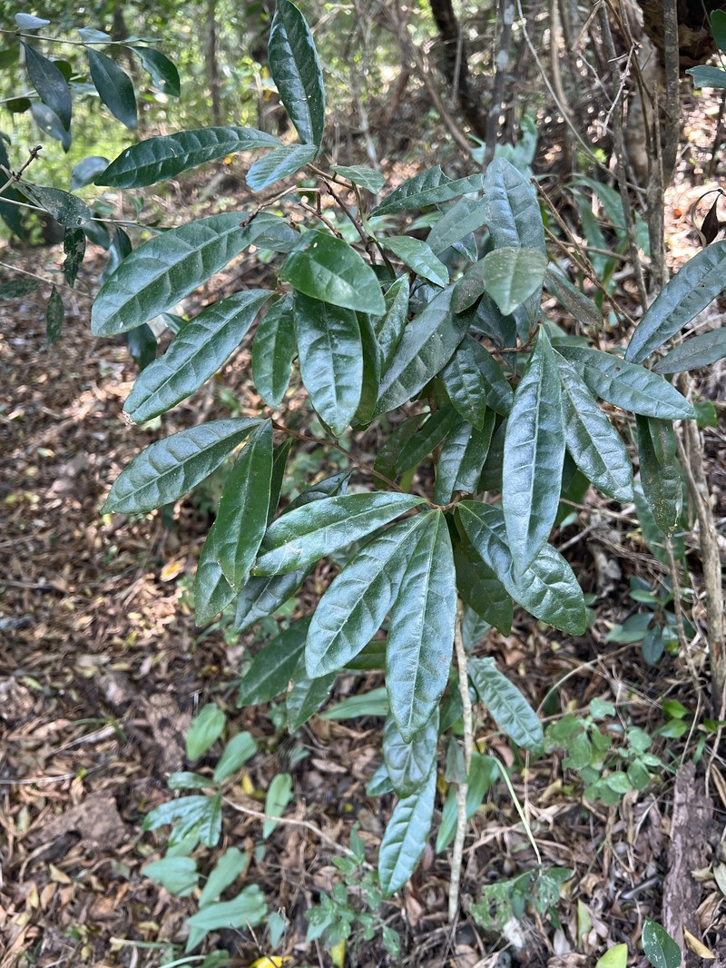Acridocarpus natalitius var. natalitius