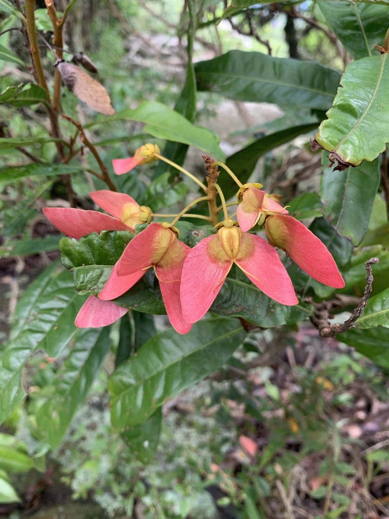 Acridocarpus natalitius var. natalitius photo 3