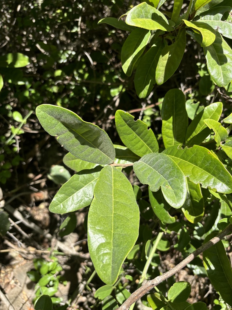 Acridocarpus natalitius var. natalitius photo 4