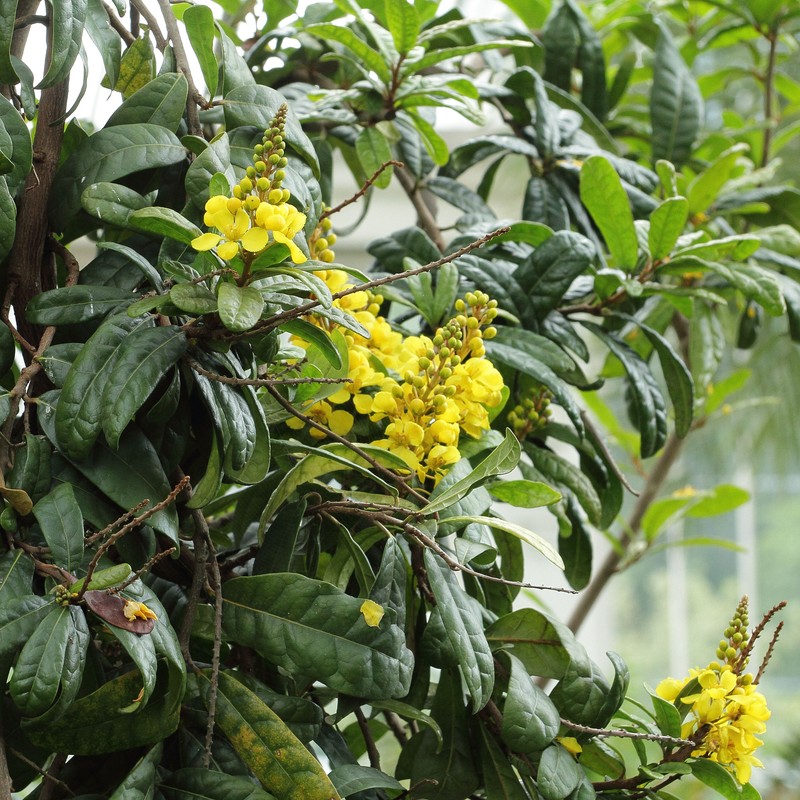 Acridocarpus orientalis