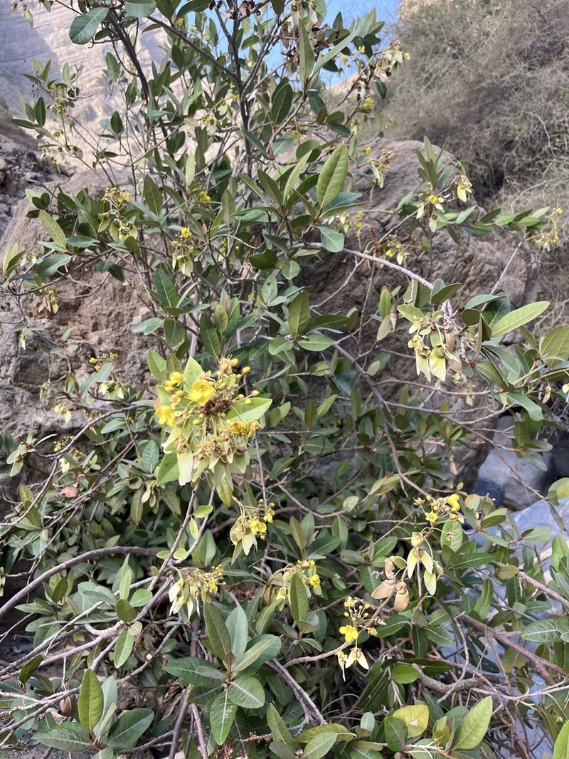 Acridocarpus orientalis photo 2