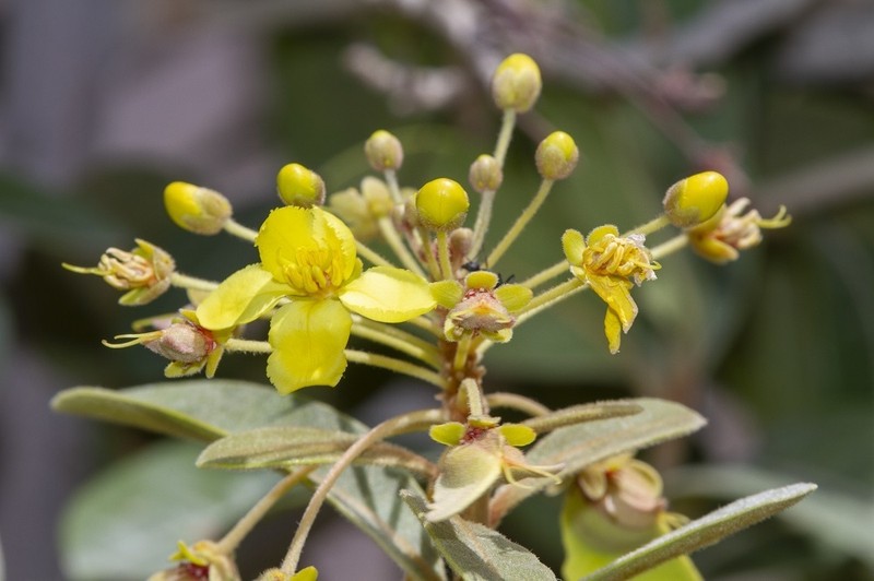 Acridocarpus orientalis photo 3