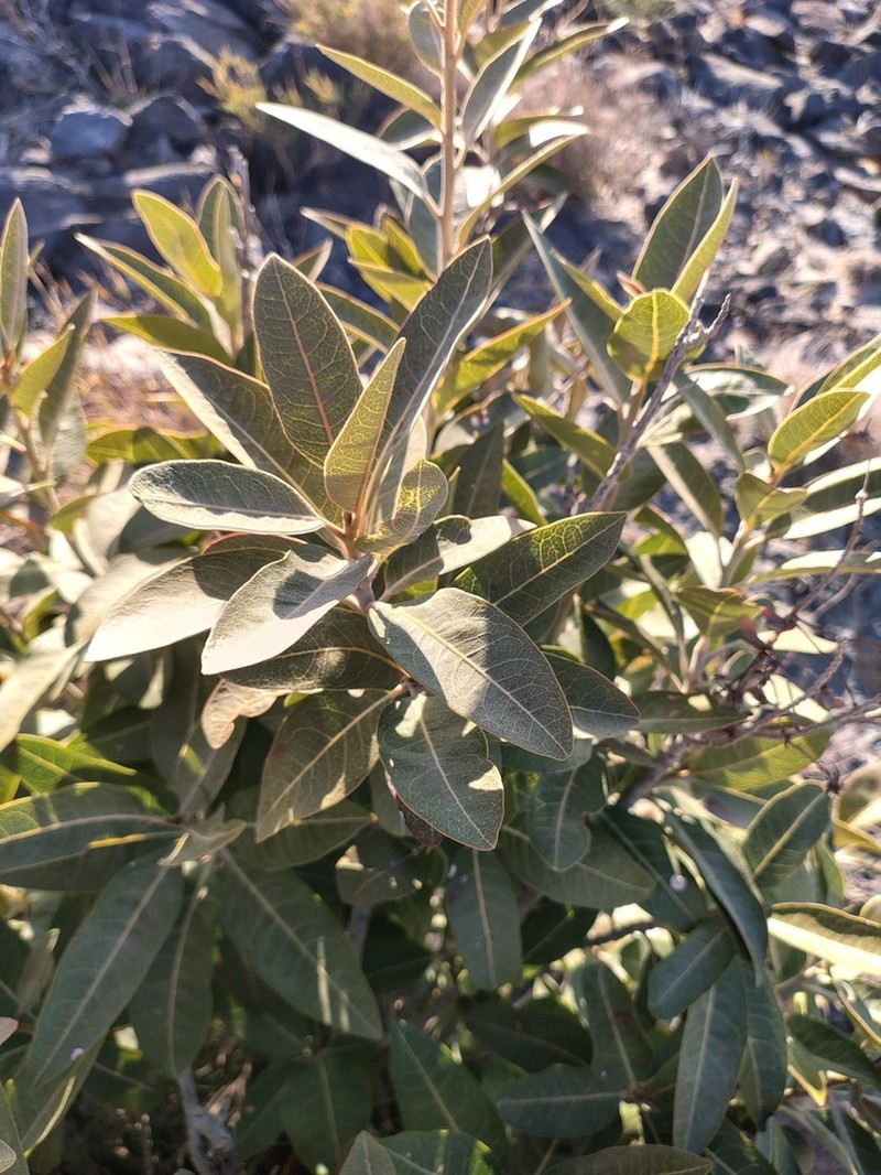 Acridocarpus orientalis photo 4