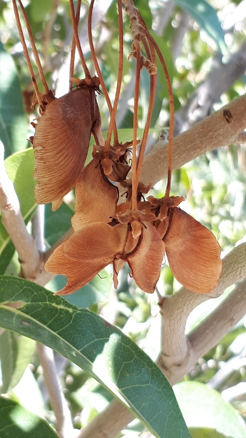 Acridocarpus orientalis photo 5
