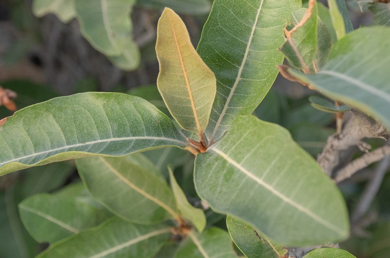 Acridocarpus orientalis photo 6