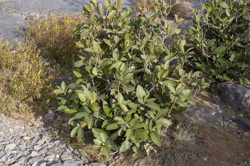 Acridocarpus orientalis photo 7