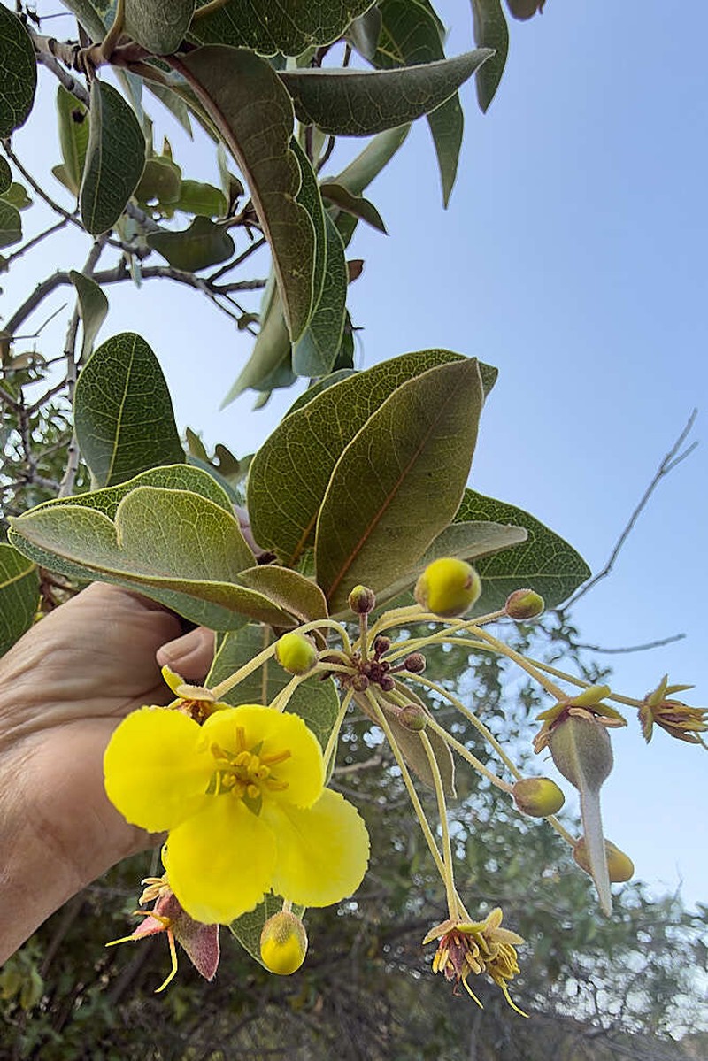 Acridocarpus orientalis photo 8