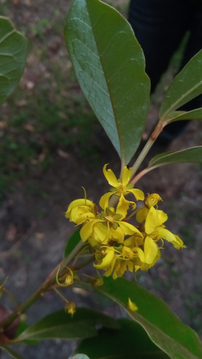 Acridocarpus perrieri