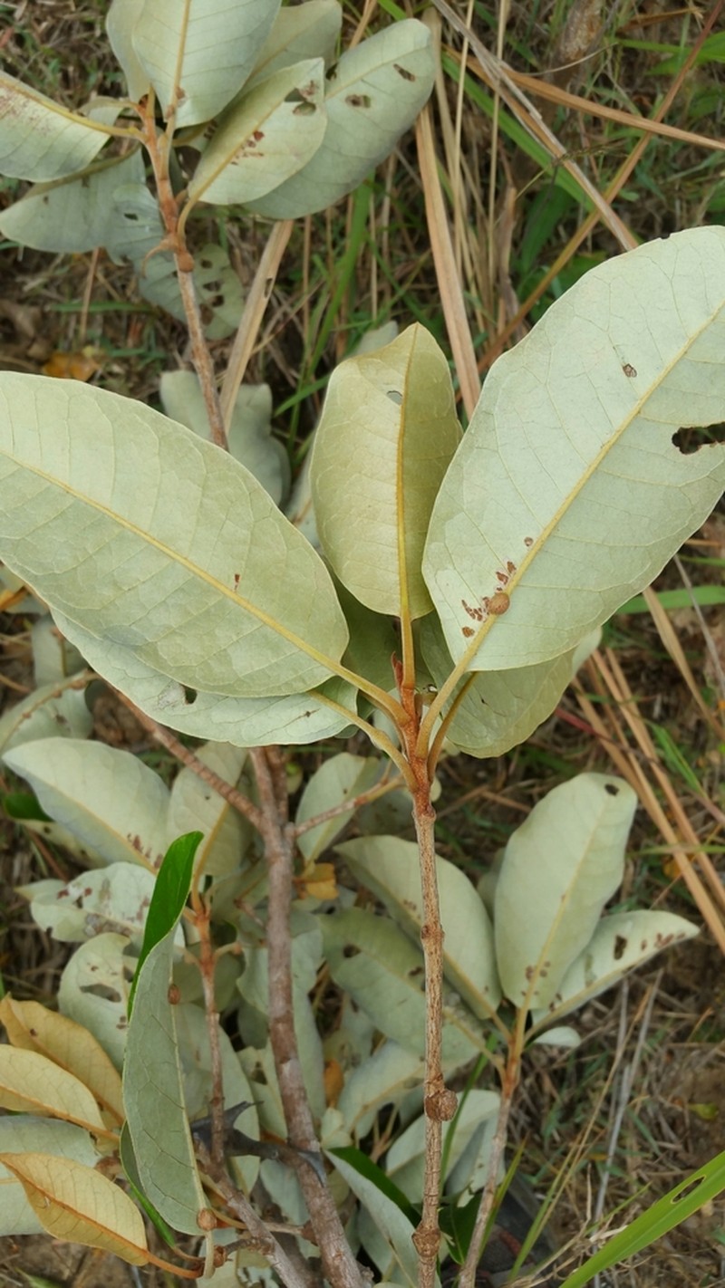 Acridocarpus perrieri photo 2