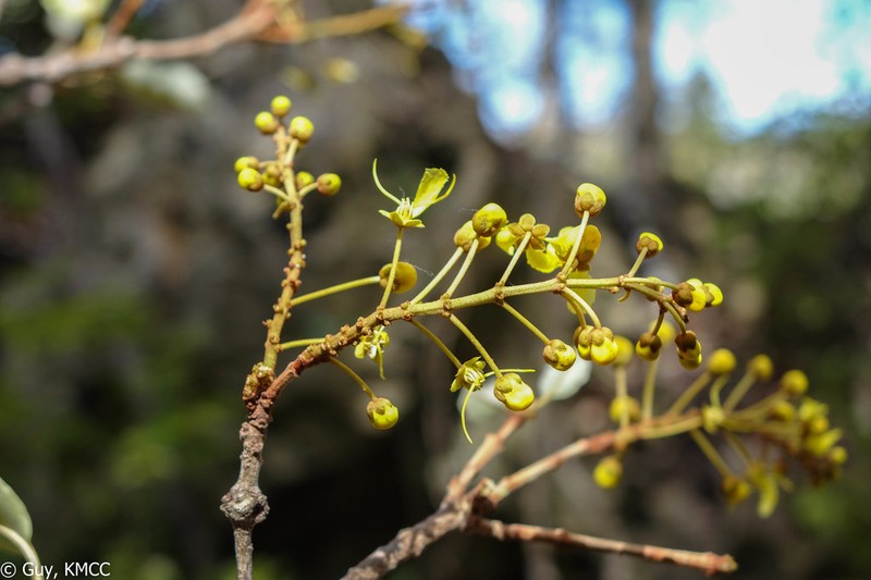 Acridocarpus perrieri photo 3
