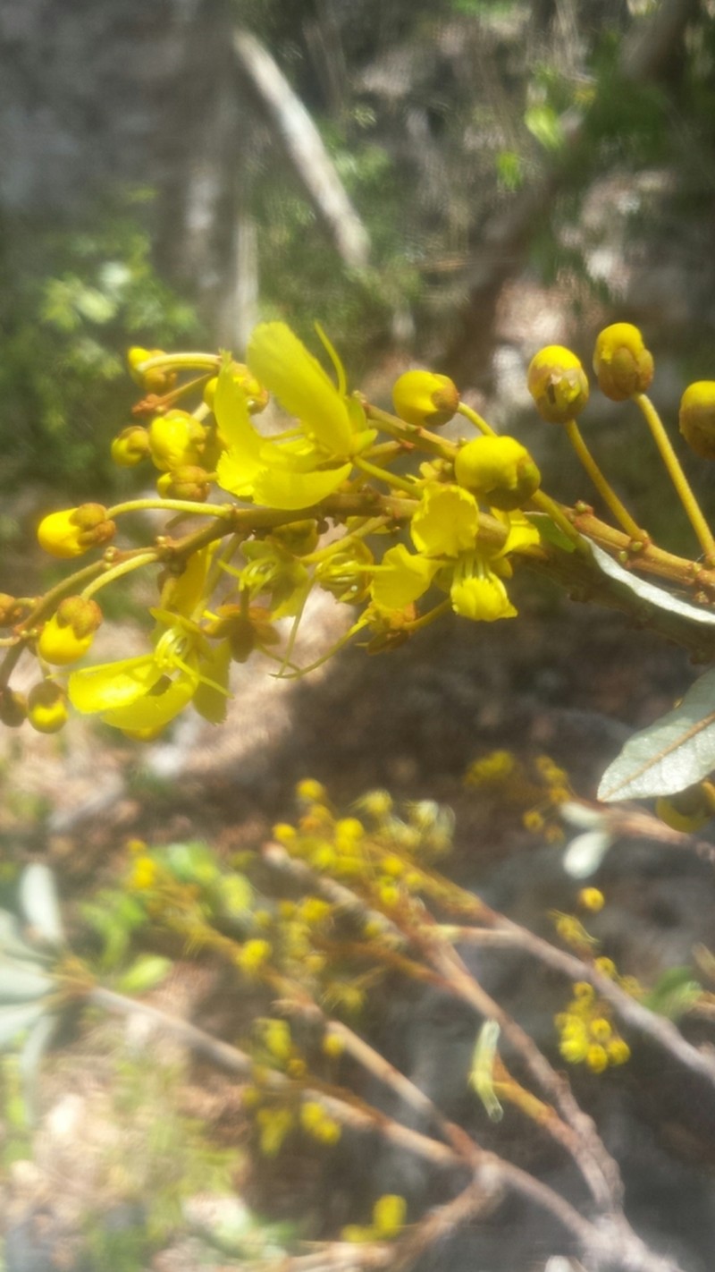 Acridocarpus perrieri photo 4