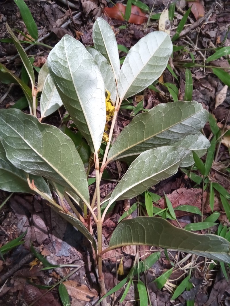 Acridocarpus perrieri photo 5