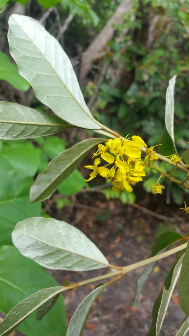 Acridocarpus perrieri photo 6