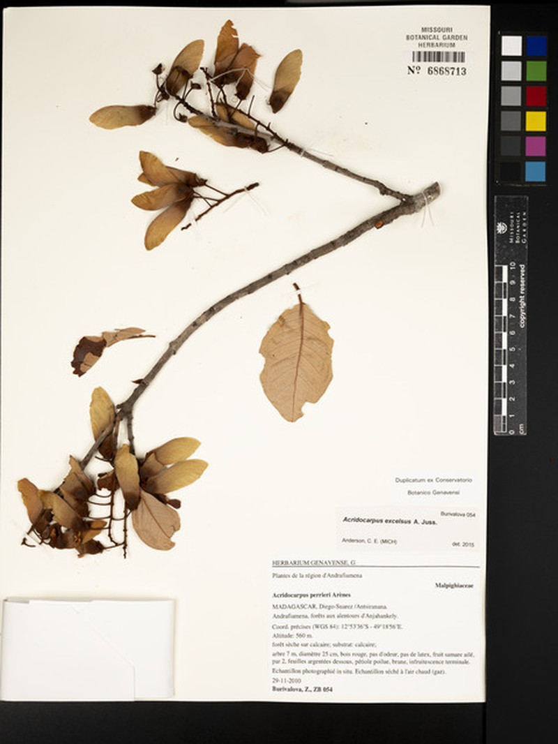 Acridocarpus perrieri photo 7