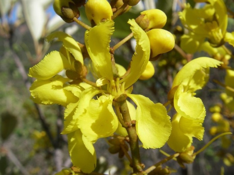 Acridocarpus perrieri photo 8