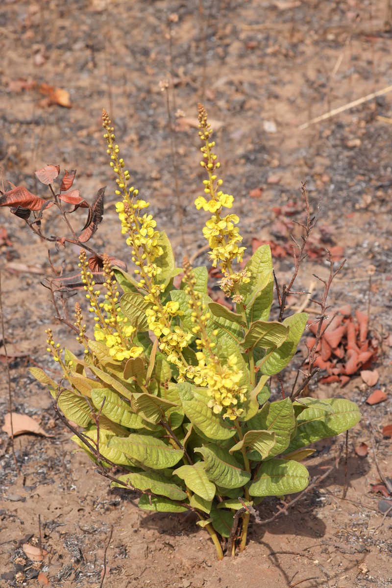 Acridocarpus plagiopterus
