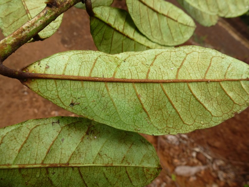 Acridocarpus plagiopterus photo 2