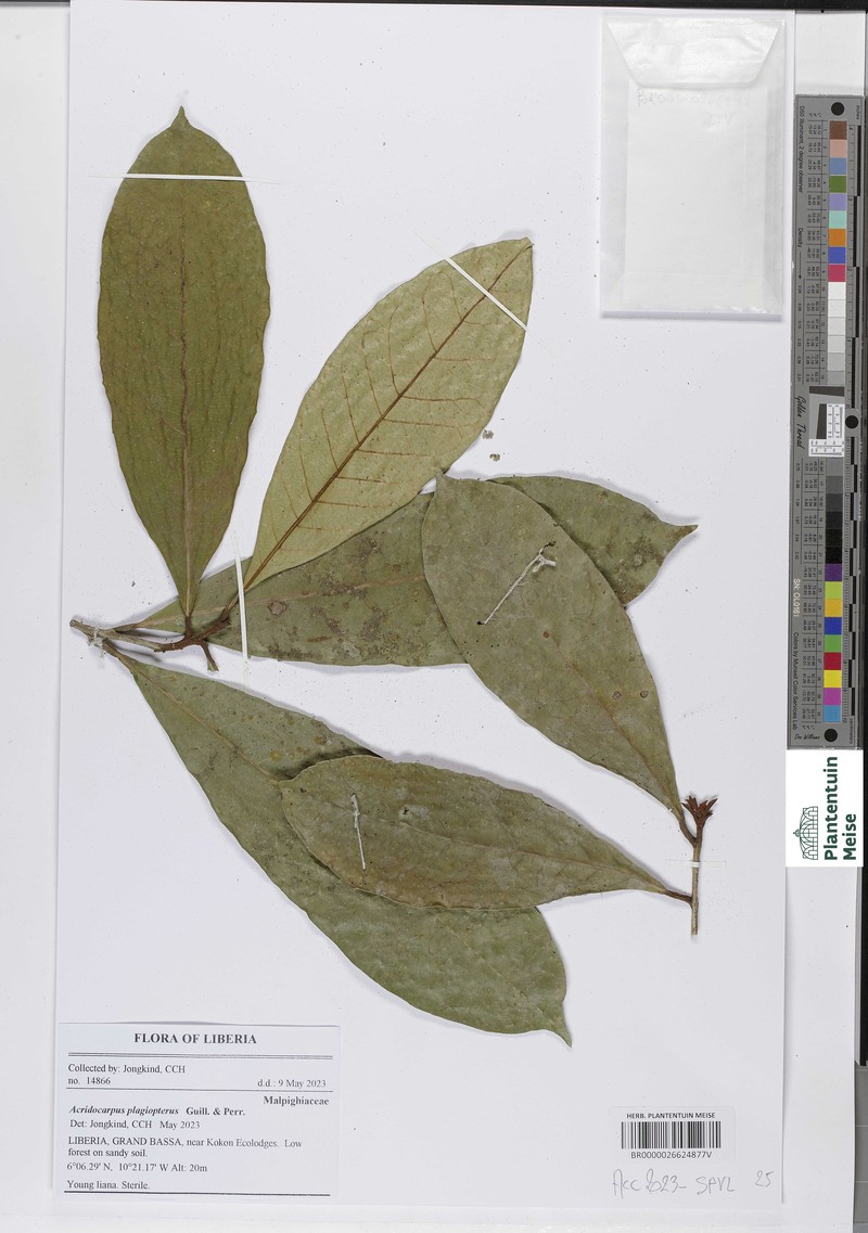 Acridocarpus plagiopterus photo 4
