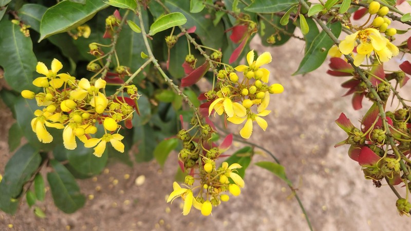 Acridocarpus plagiopterus photo 6