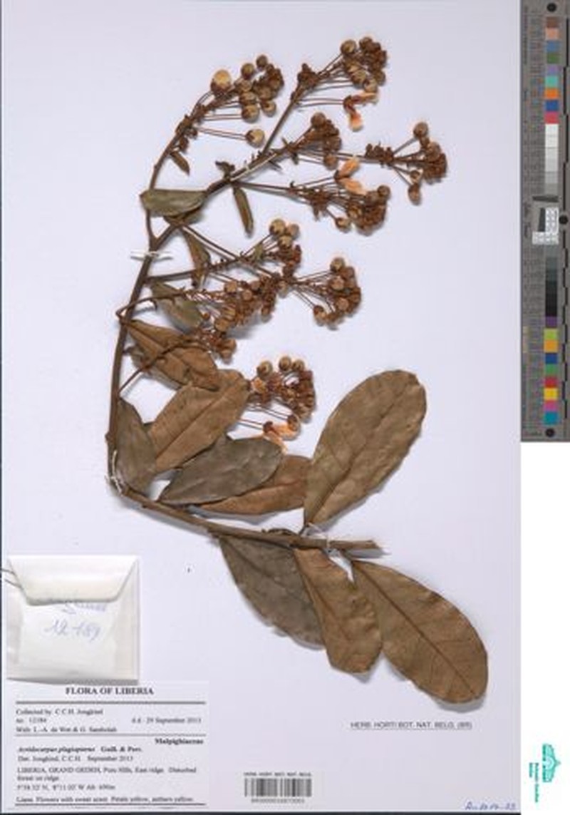 Acridocarpus plagiopterus photo 7