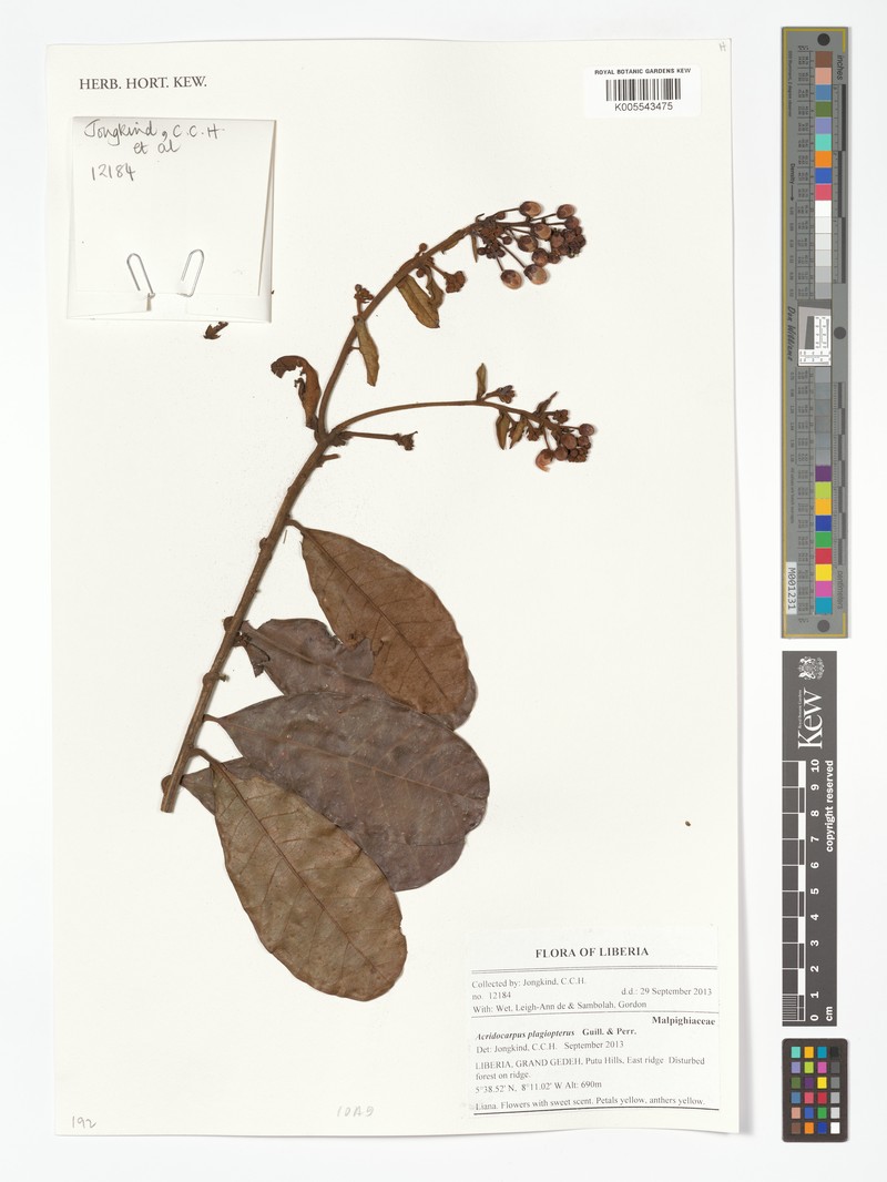Acridocarpus plagiopterus photo 8