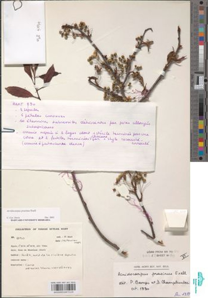Acridocarpus prasinus