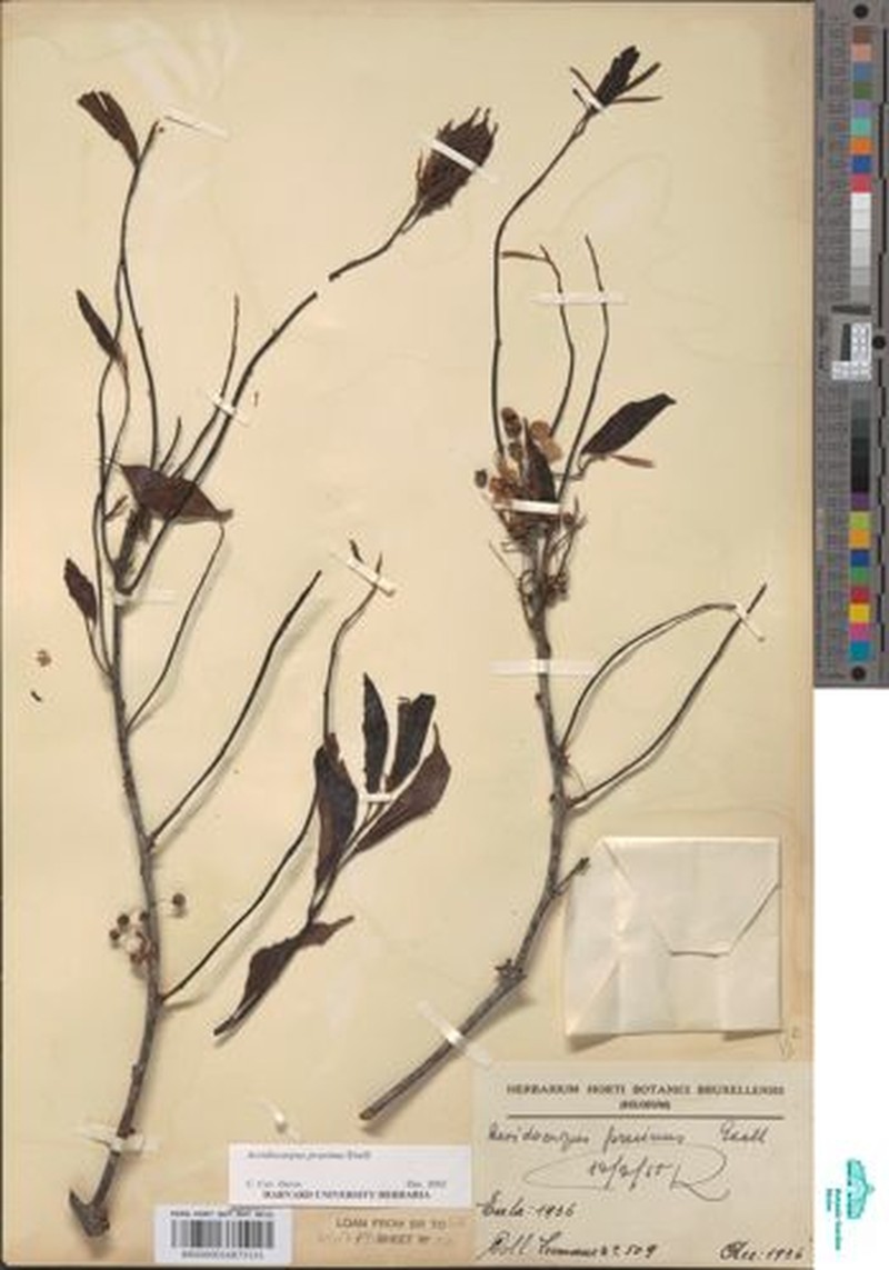 Acridocarpus prasinus photo 2