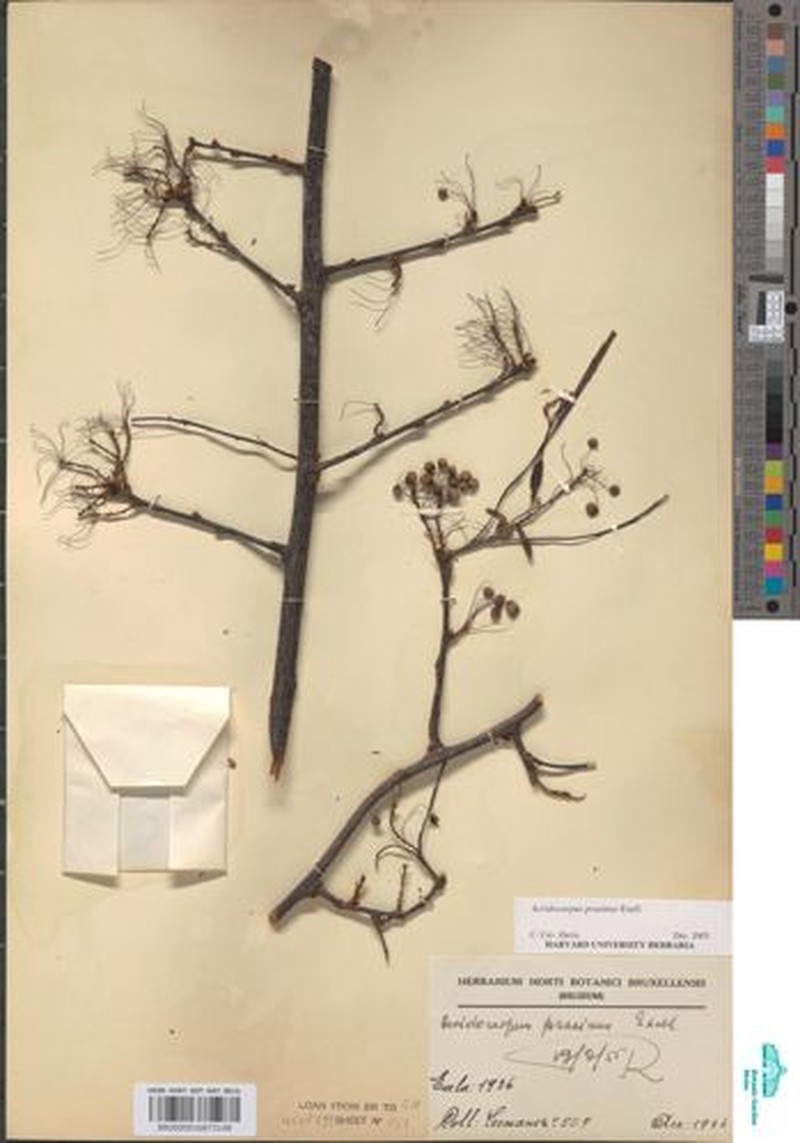 Acridocarpus prasinus photo 3
