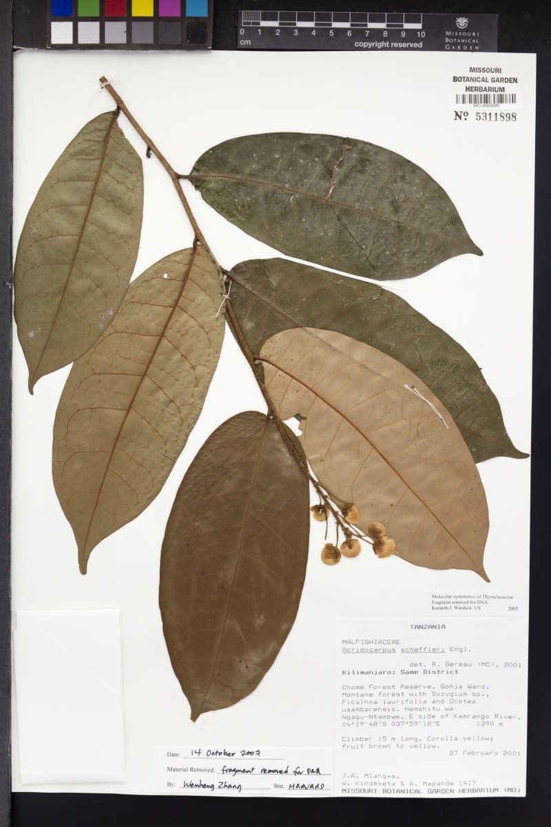 Acridocarpus scheffleri