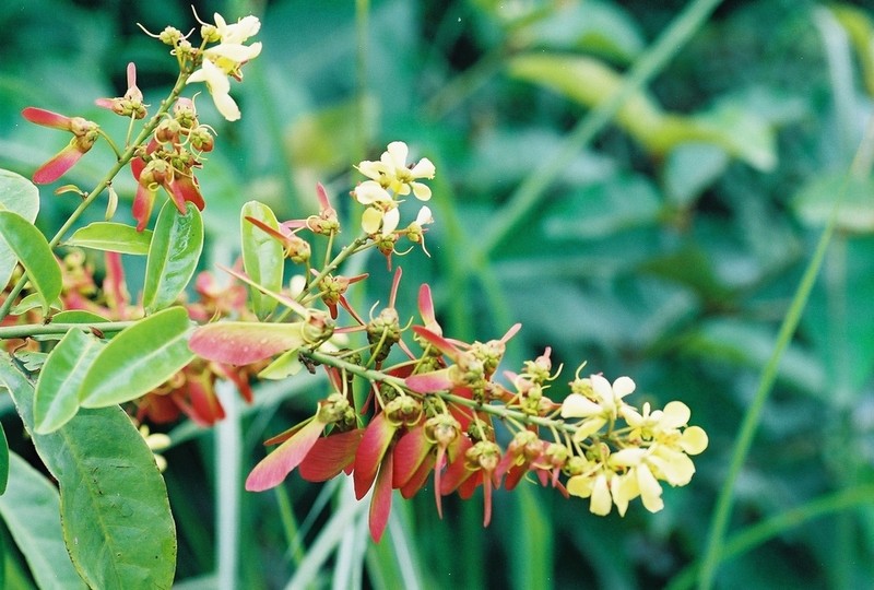 Acridocarpus smeathmanii