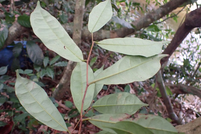 Acridocarpus smeathmanii photo 2