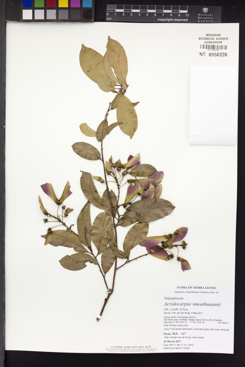 Acridocarpus smeathmanii photo 3